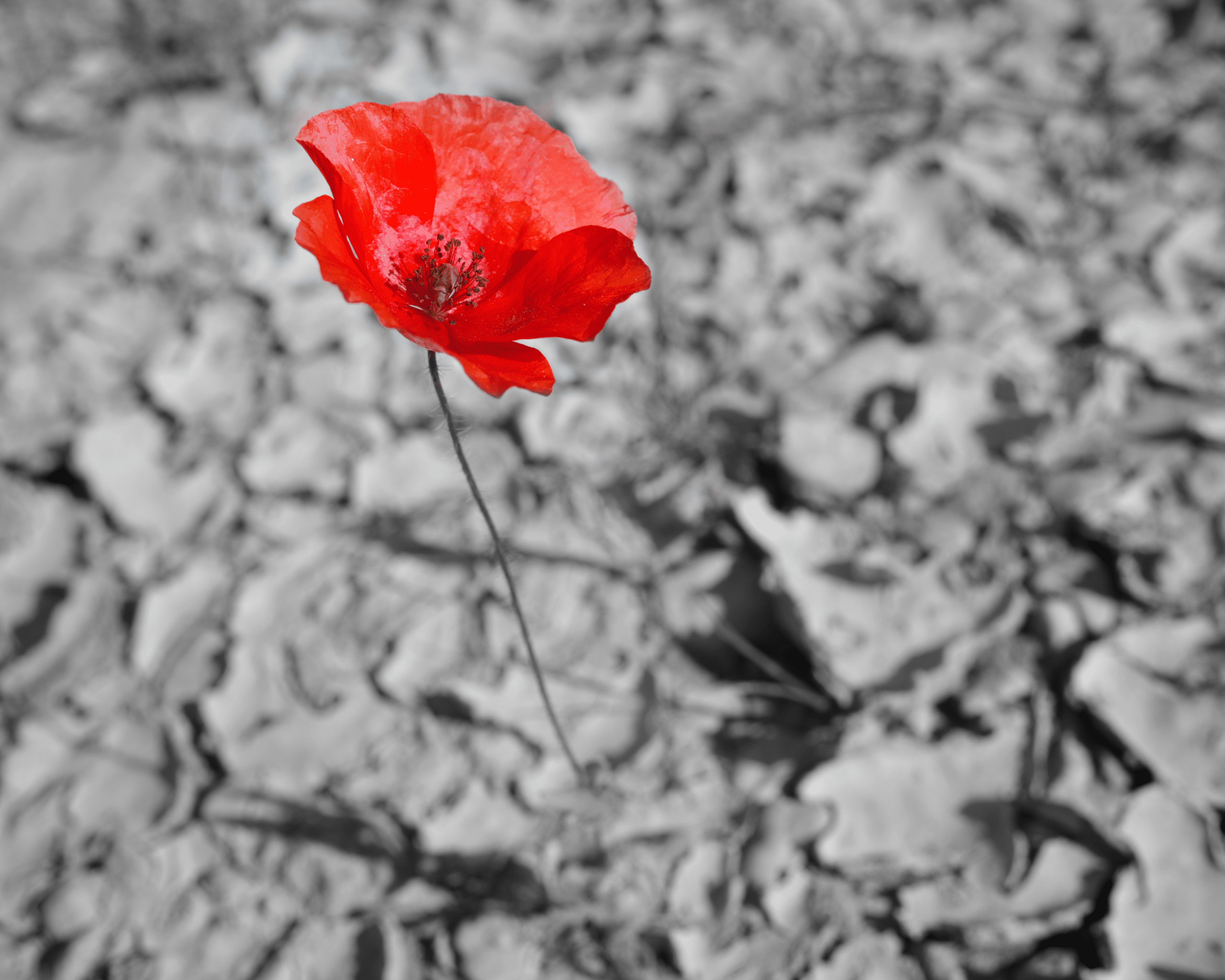 Rød blomst foran grå bakgrunn