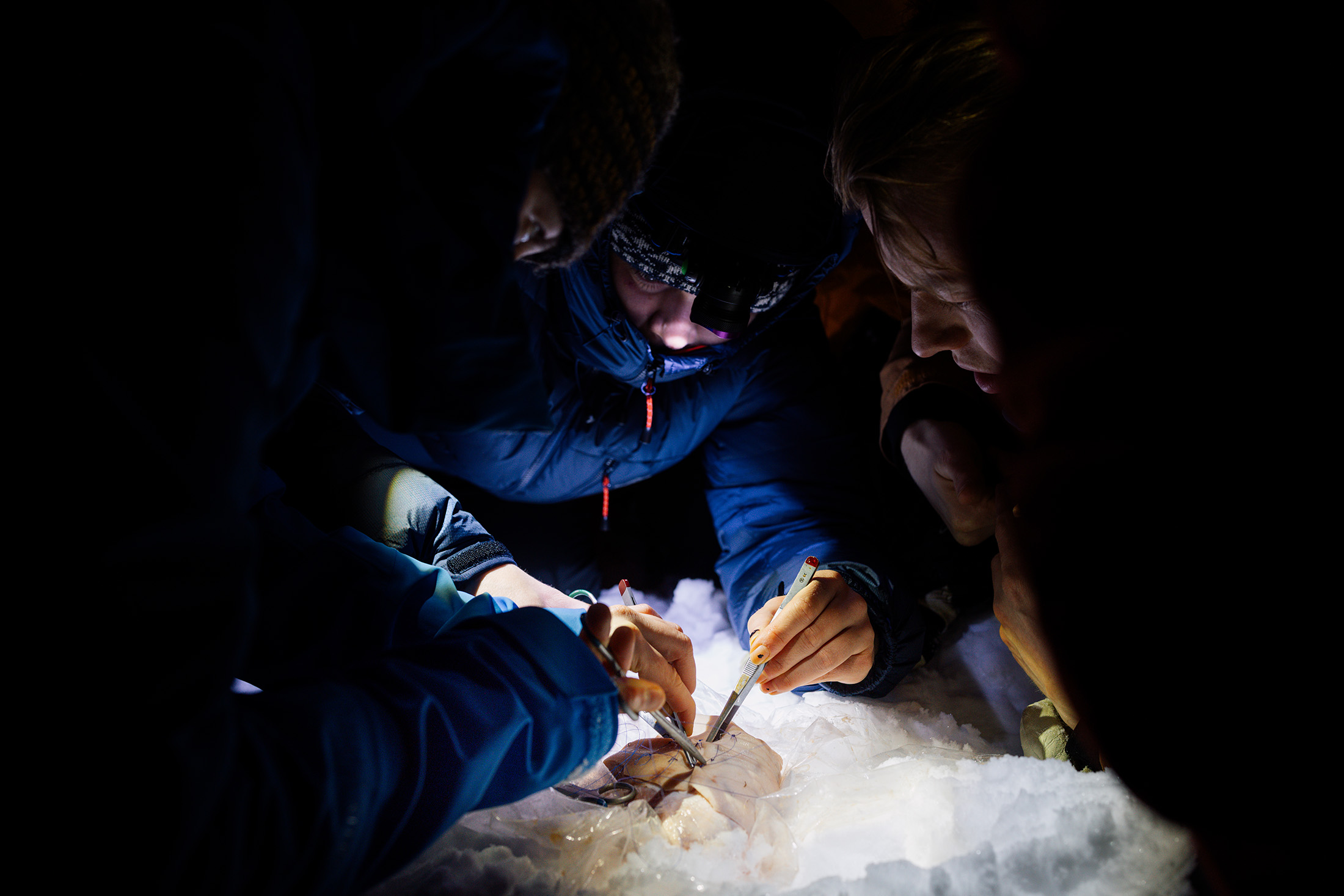 Sutur på svineknoke